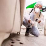 Pest Control - DIY Remedies And Their Effectiveness